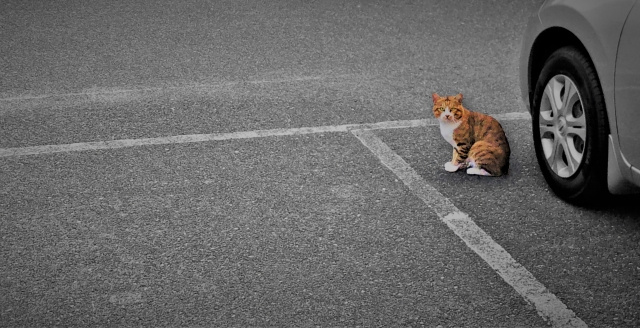猫バンバンの季節になりました。 ～日高市高麗川駅前不動産コラ...の画像