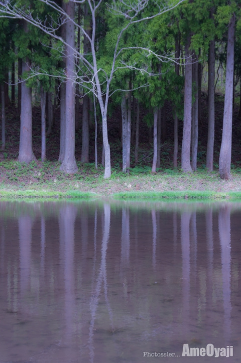 森の妖精の画像