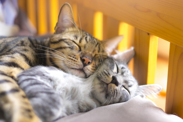 新築で猫と快適に暮らすためのポイントや注意点などについて徹底...の画像