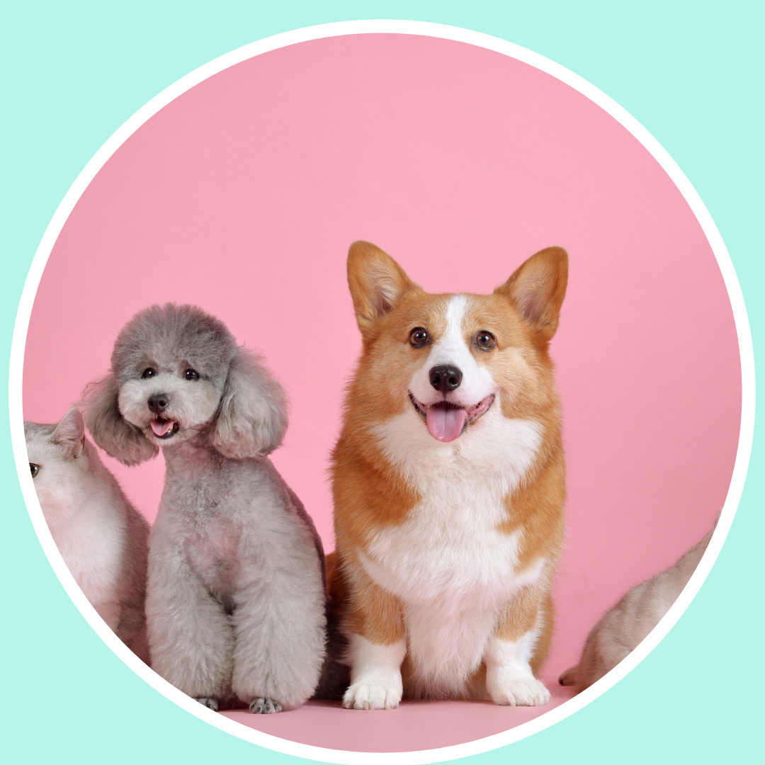 徳島賃貸ペット飼育（犬）の画像