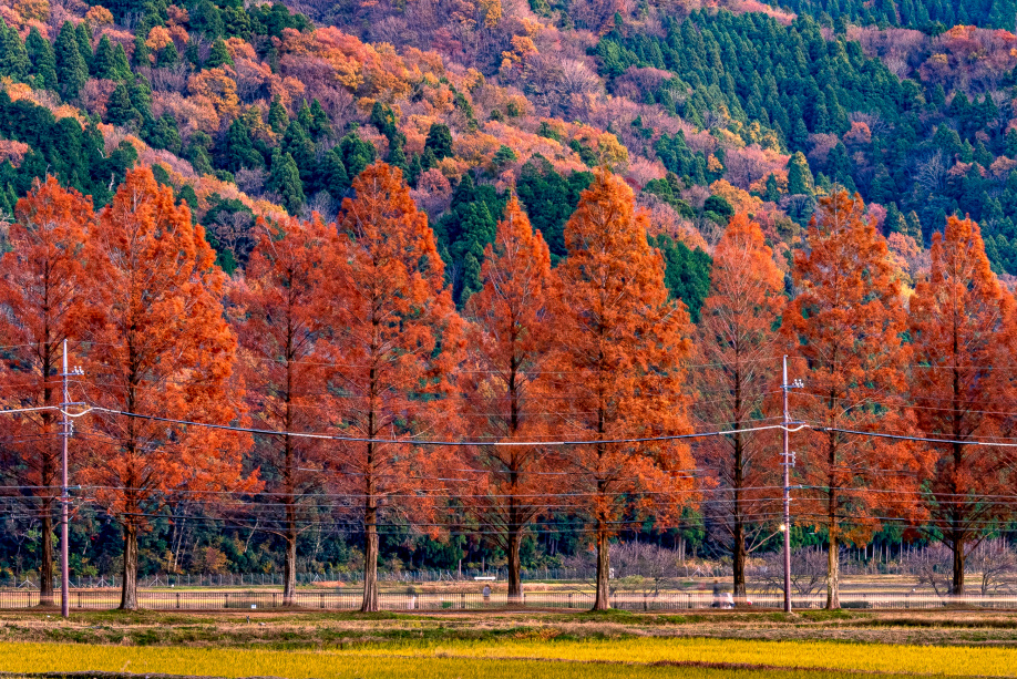 日に日に寒く・・11月になりました。の画像