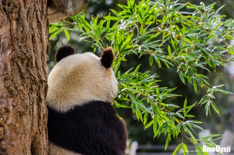 哀愁の背中の画像