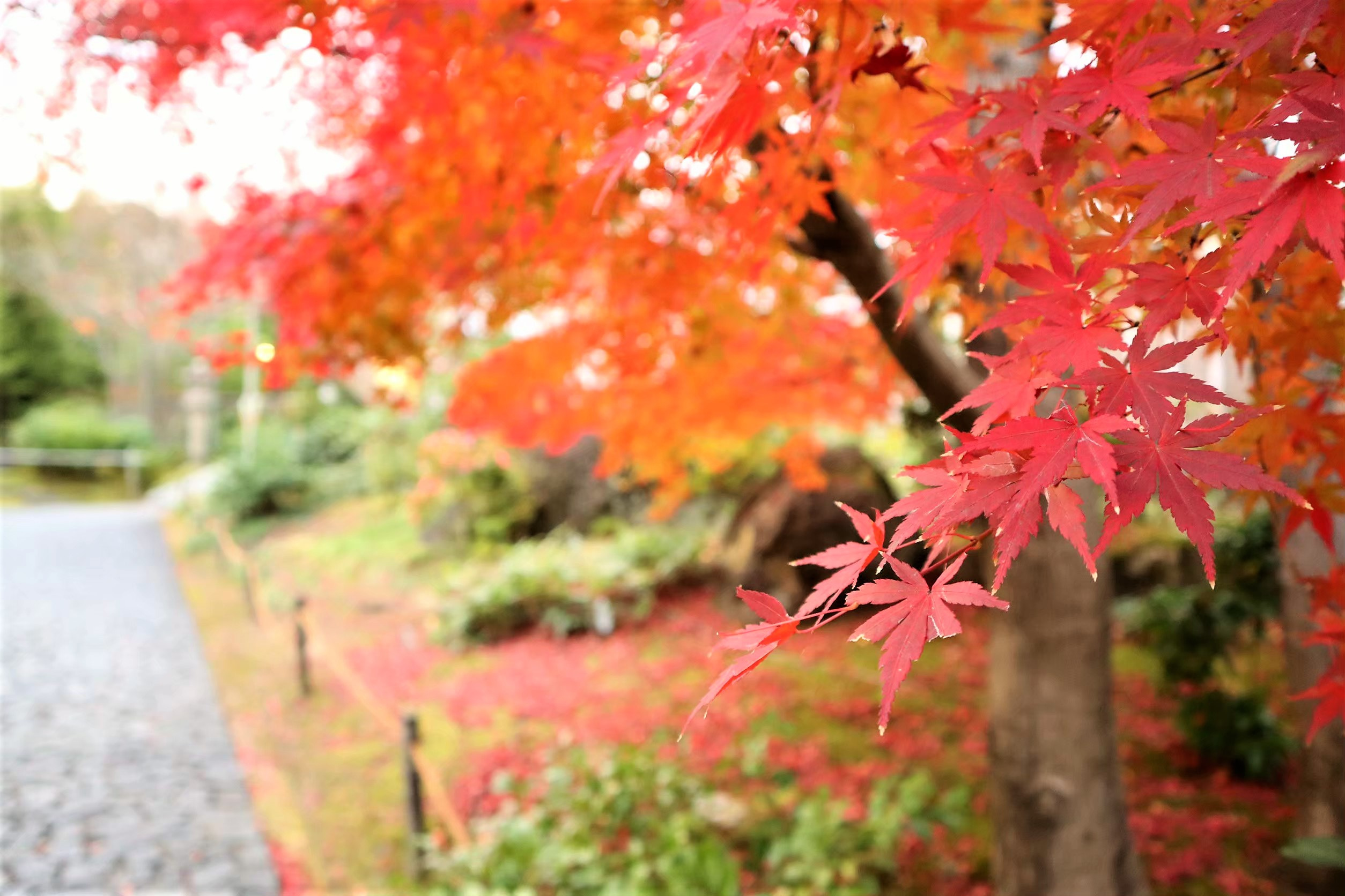 紅葉シーズン到来！明石市内のオススメ紅葉スポットはどこ？の画像