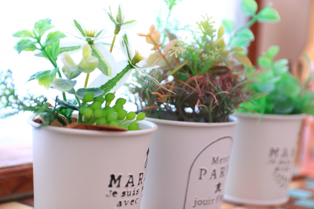 一人暮らしに観葉植物がおすすめな理由とは？人気の種類や置き場...の画像