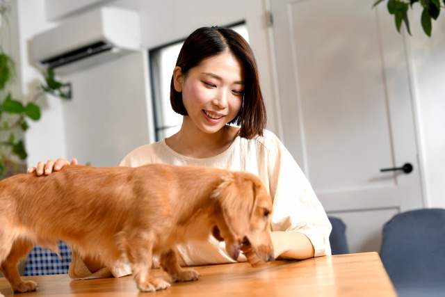 マンションでの飼育に向いている人気の犬とは 飼う際の注意点も解説 博多の賃貸物件などの不動産 はかたエステート