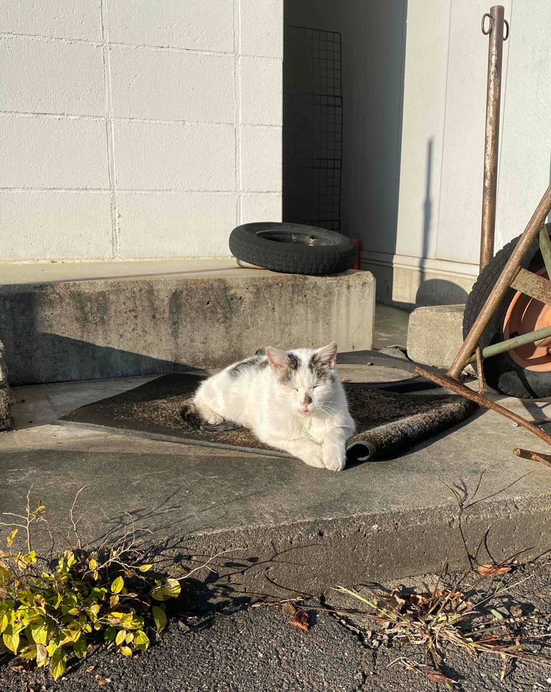 「2匹の猫さん」の画像