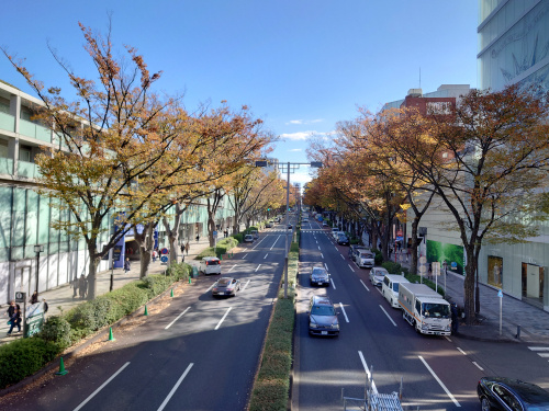 秋の表参道の画像