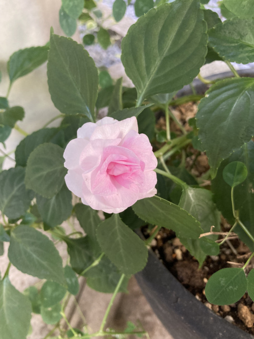 時代の変化・・・の画像
