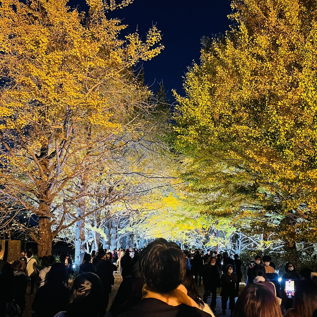 【立川】国営昭和記念公園ライトアップイベントの画像