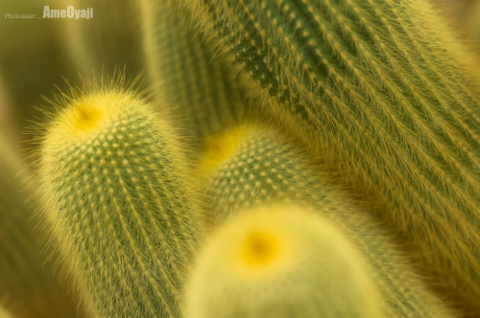 チクチク(^ ^)の画像