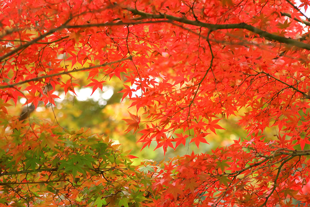 11月の月末の画像