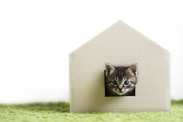 新築で猫と快適に暮らすポイントとは？注意点や設備についてご紹...の画像
