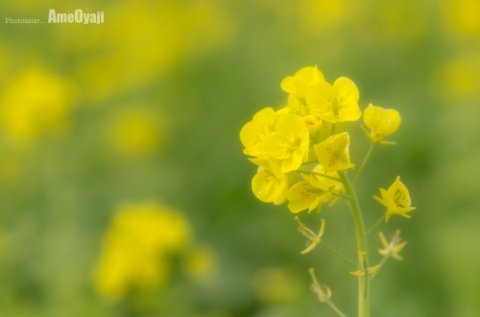 咲き始めました〜の画像