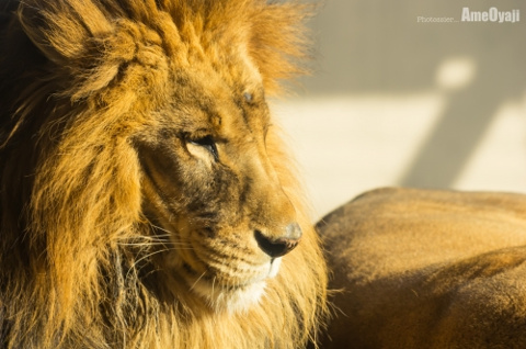 王者の風格の画像