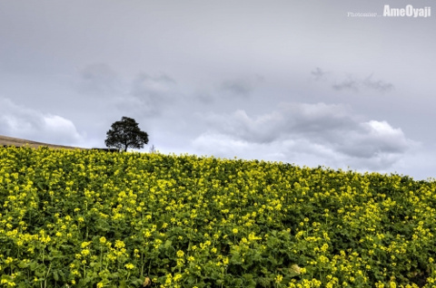 青空が欲しかった（ ;  ; ）の画像