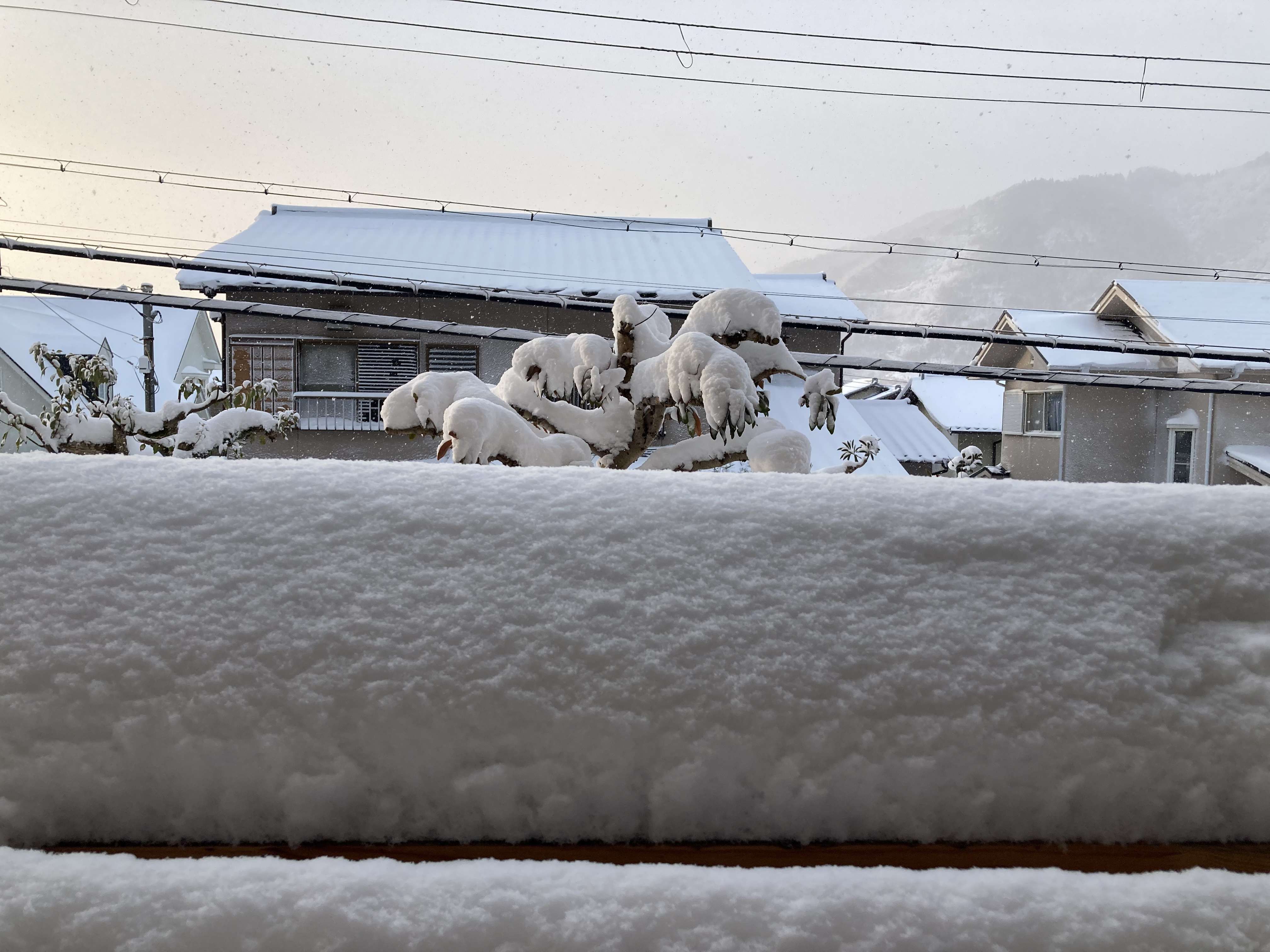 雪と海老。の画像