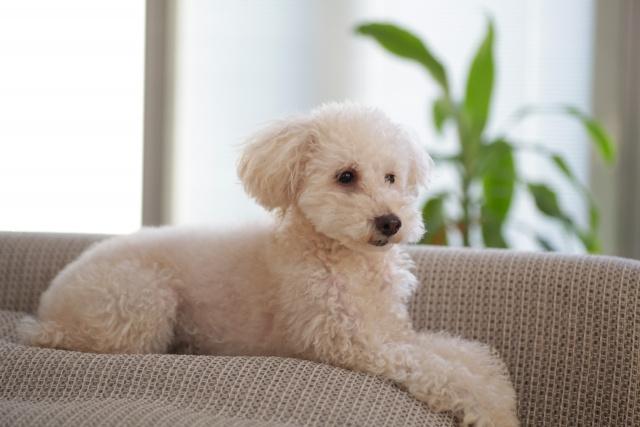 マンションでペットを飼うと査定が下がる理由や注意点についてご...の画像