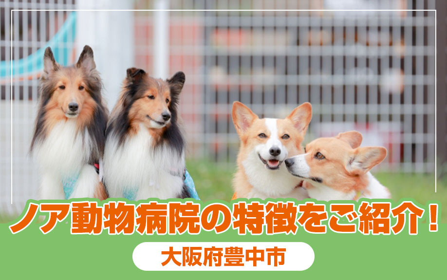 大阪府豊中市にあるノア動物病院の特徴をご紹介！の画像