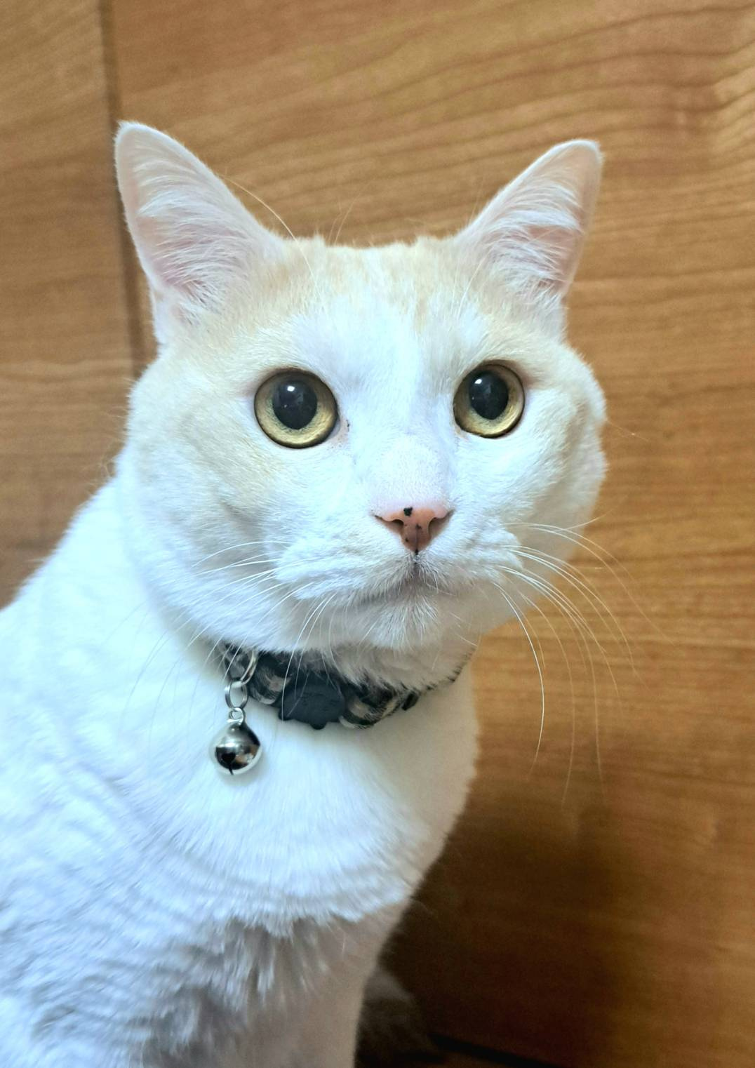 今日のまるちゃんの画像