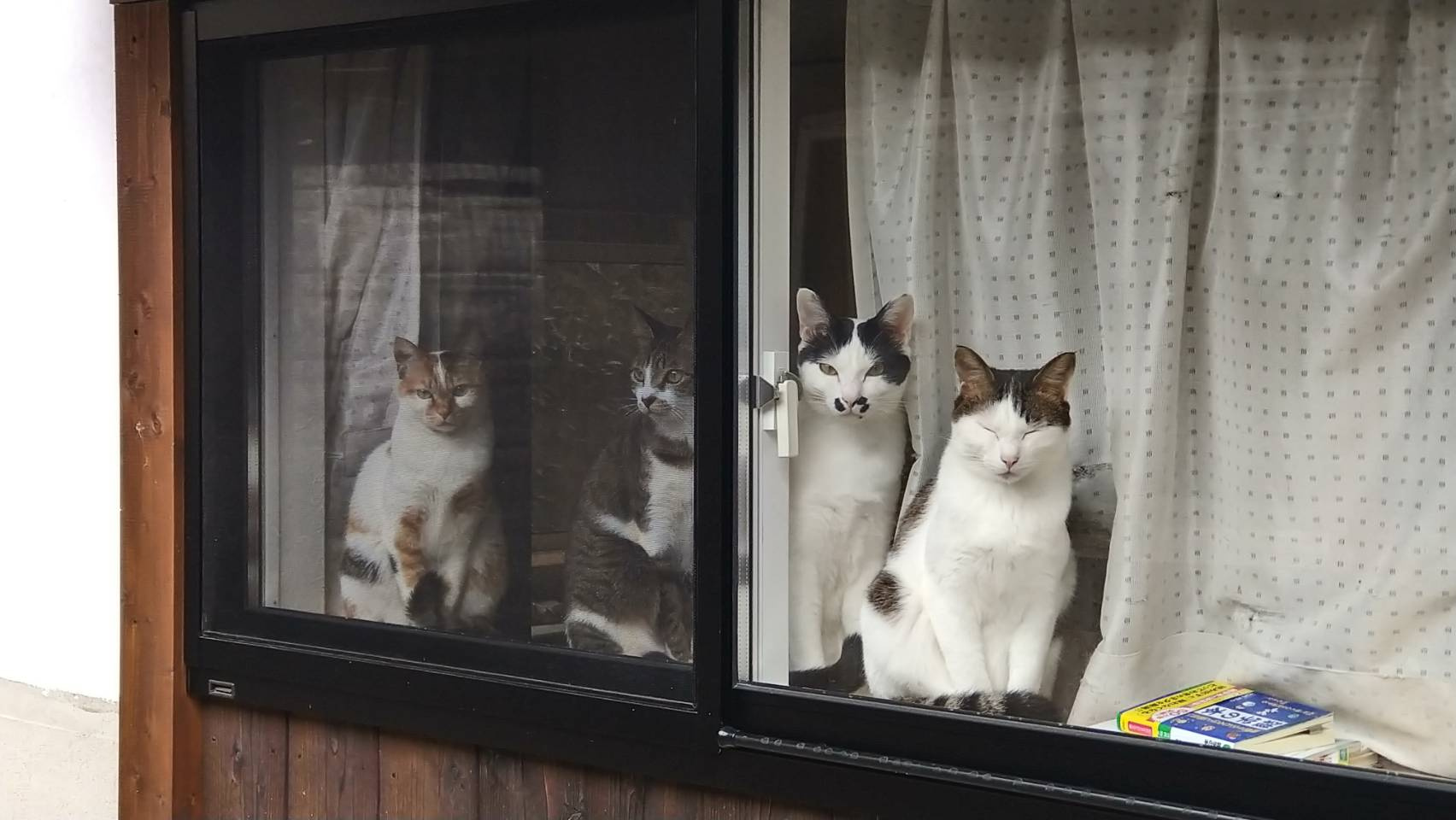 今日のねこの画像