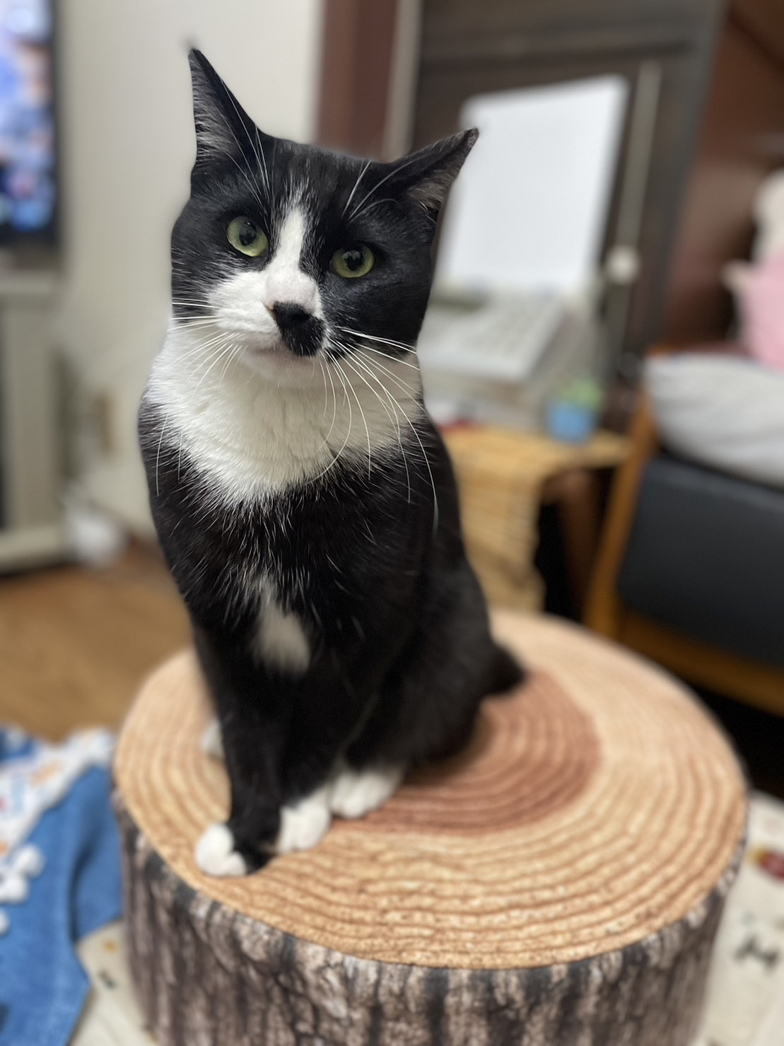 今日のねこの画像