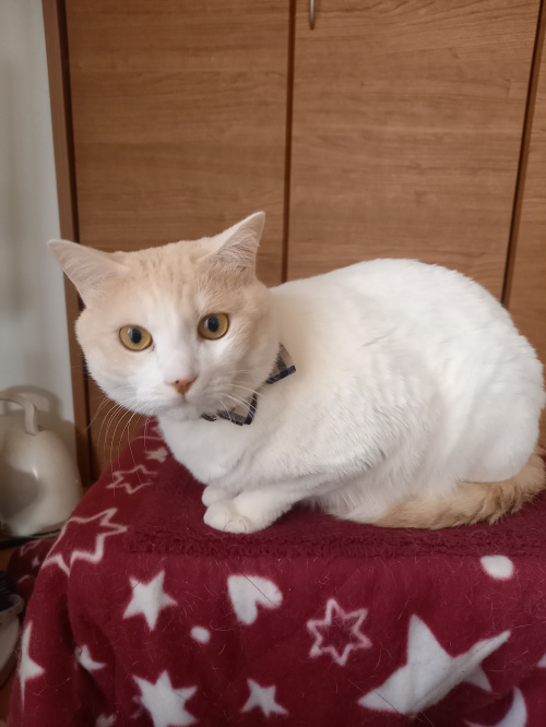 今日のまるちゃんの画像