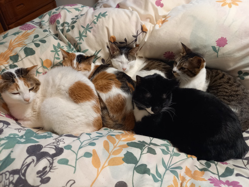 今日のねこの画像