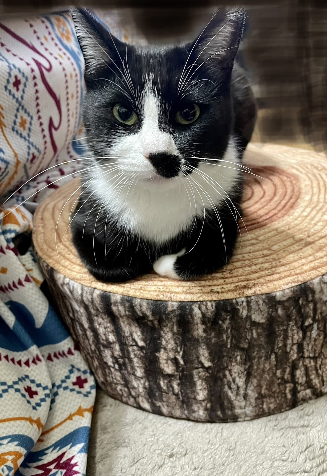 今日のねこの画像