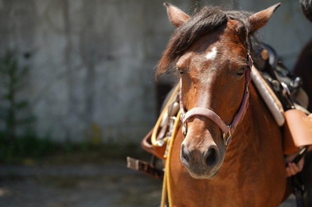 神戸市西区にある乗馬クラブエルミオーレ神戸の概要とこだわりを...の画像
