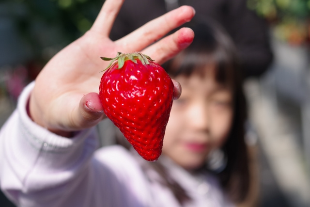 駒ヶ根市のいちご狩りスポット「いちご駒ヶ根園」の概要と特徴を...の画像