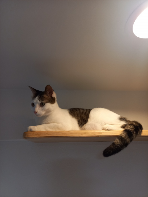今日のねこの画像
