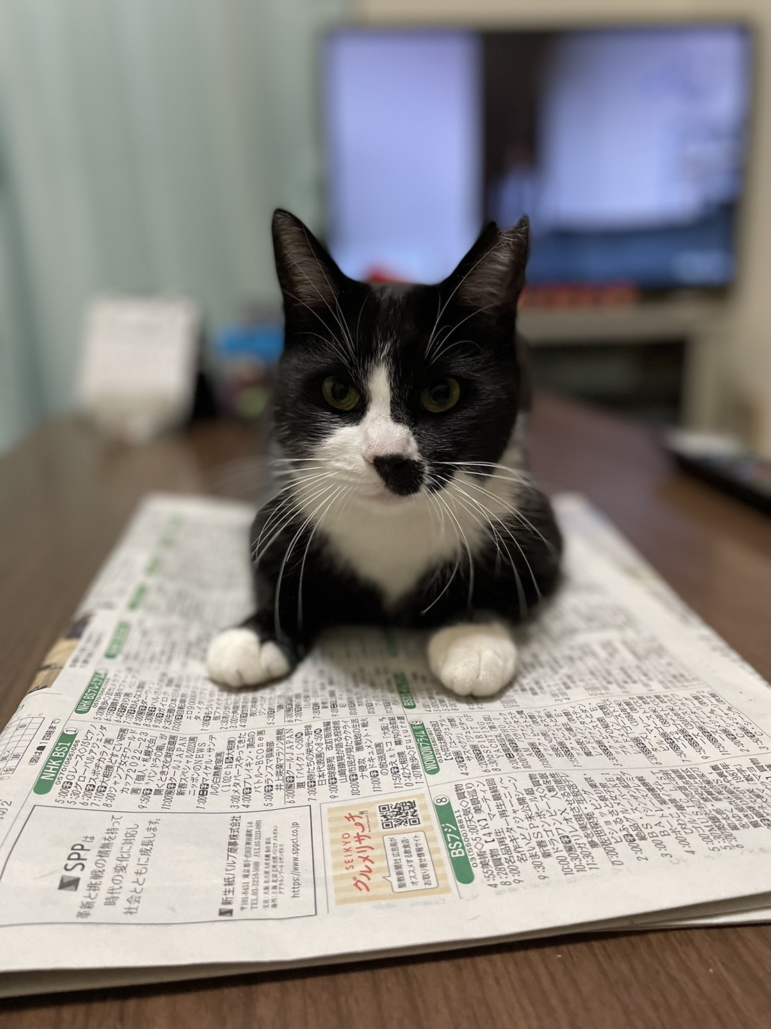 今日のねこの画像