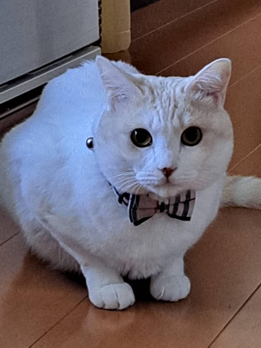 今日のねこの画像