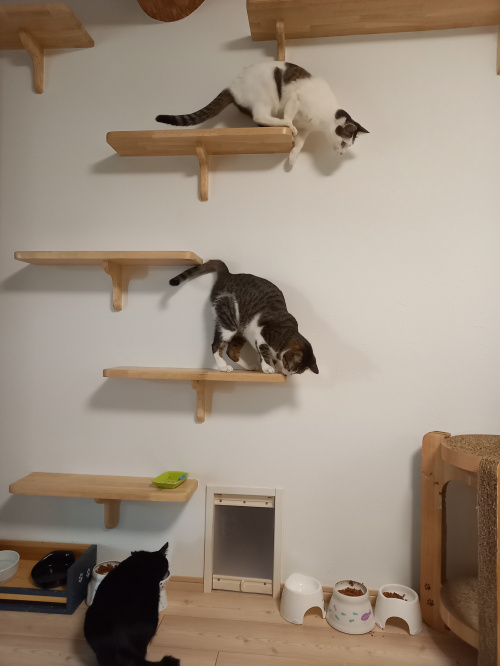 今日のねこの画像