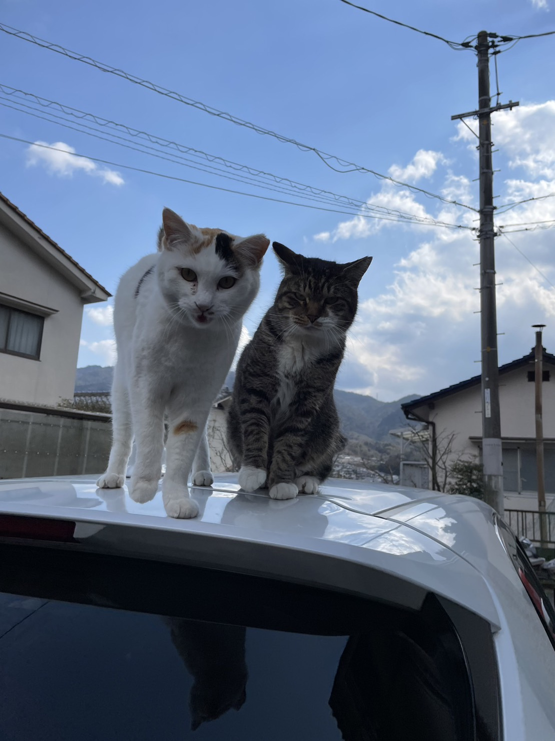 今日のねこの画像