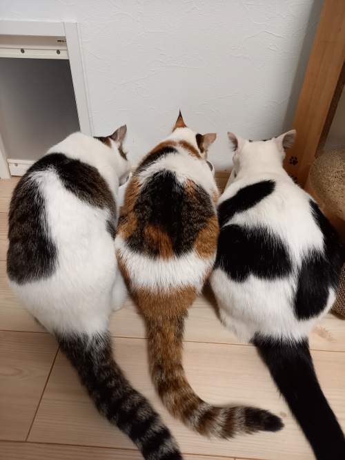 今日のねこの画像