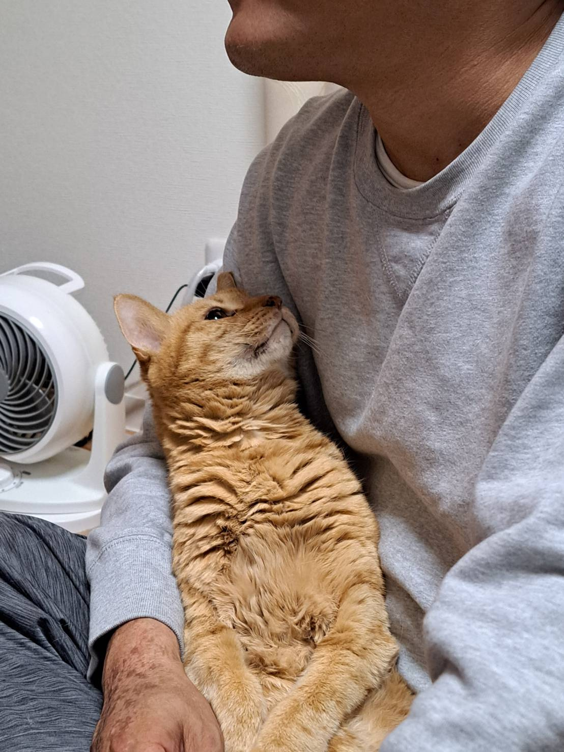 今日のねこの画像
