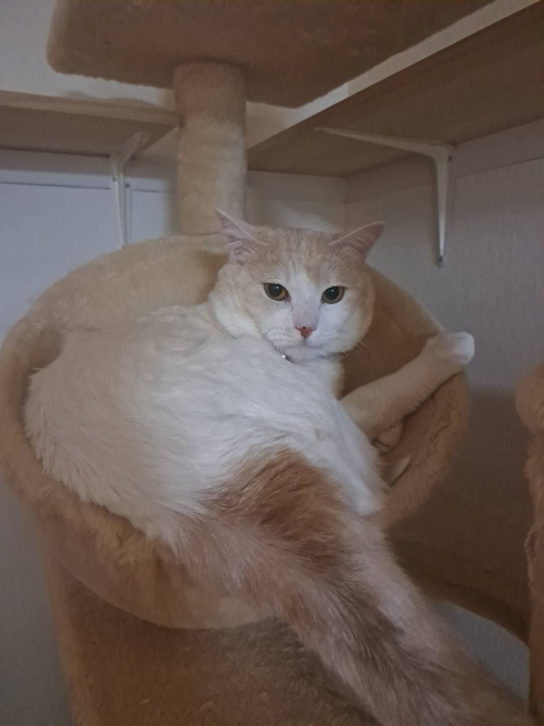 今日のねこの画像