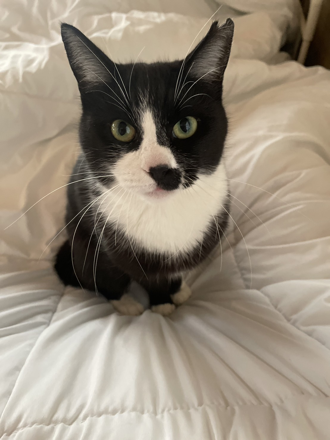 今日のねこの画像