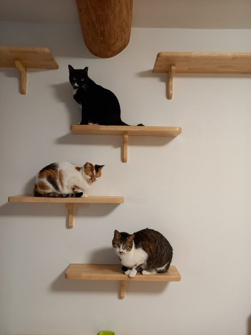 今日のねこの画像