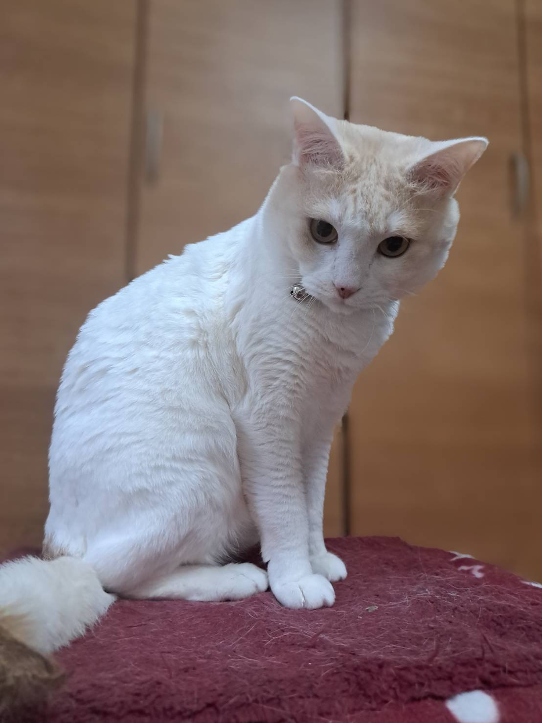 今日のねこの画像