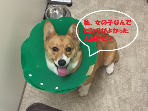 えりまきコーギーです 観音寺市 三豊市の賃貸物件はイー ホームズ