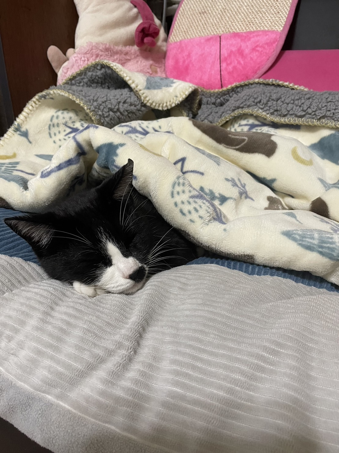 今日のねこの画像