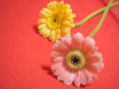 明石店スタッフ「あたいの写真も見ておくれ♪」の画像