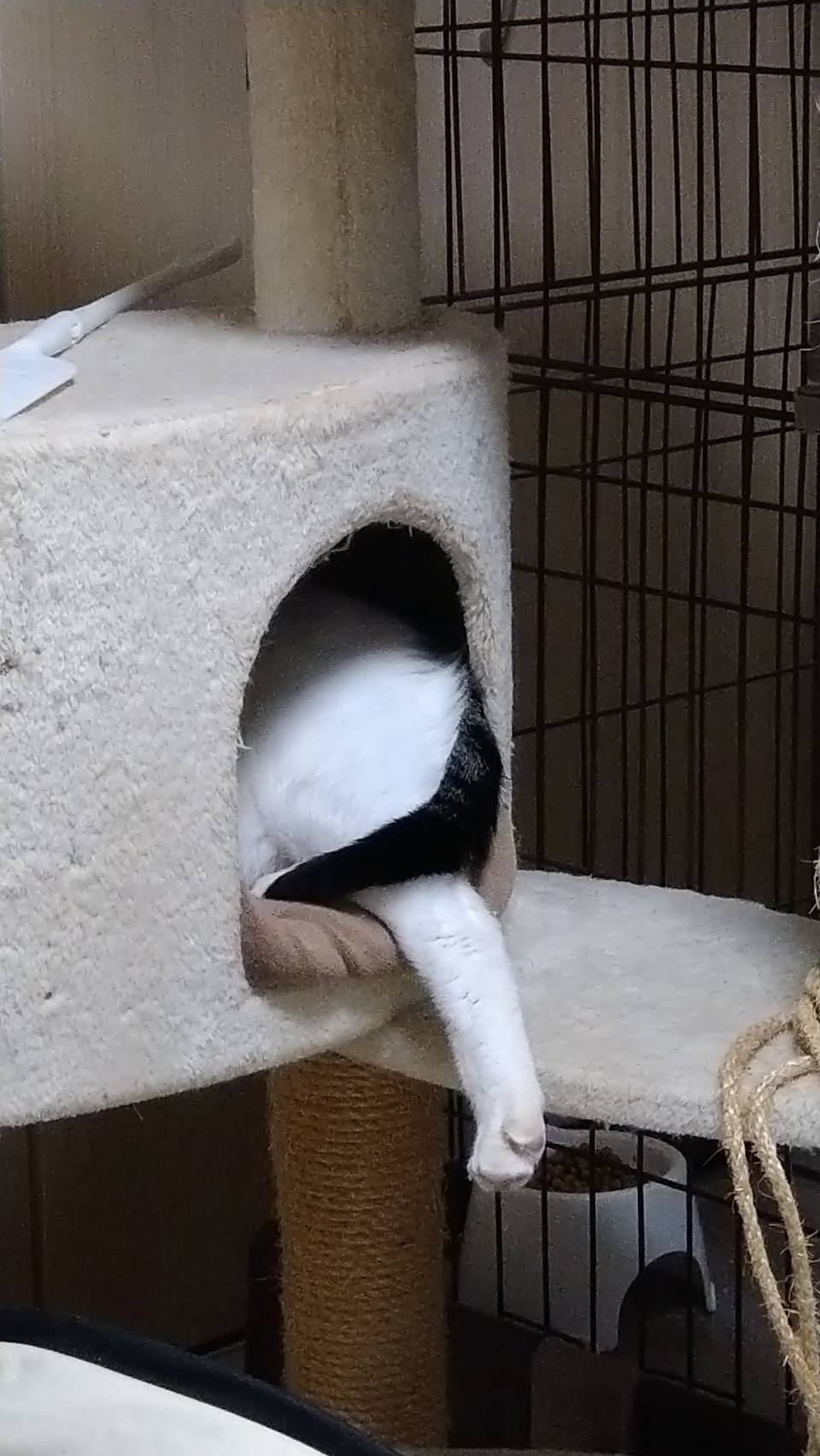 今日のねこの画像