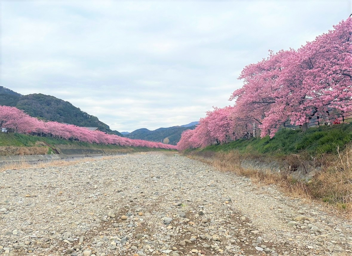 河津桜まつり2023の画像