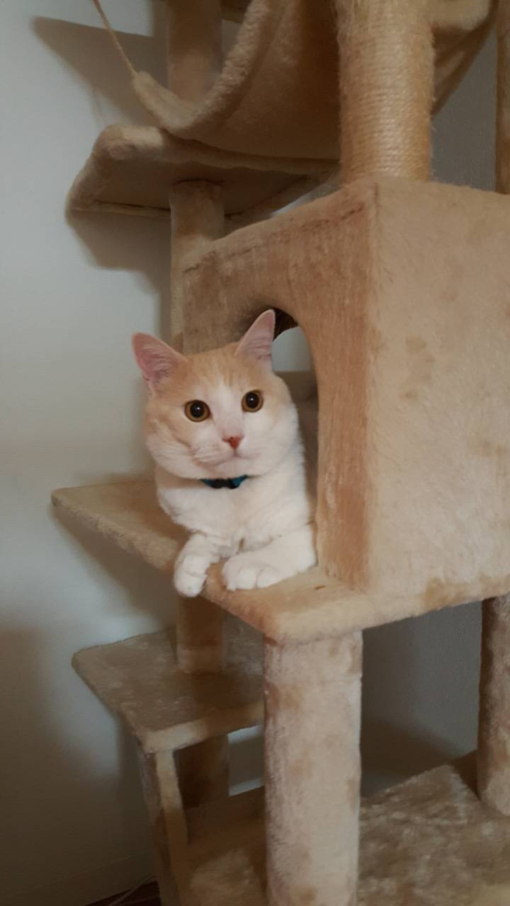 今日のねこの画像