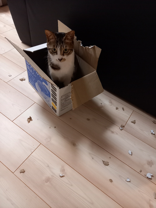 今日のねこの画像
