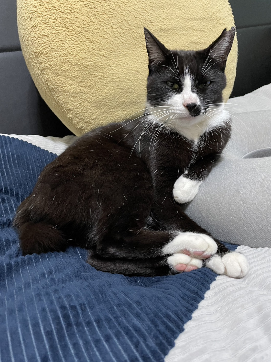 今日のねこの画像