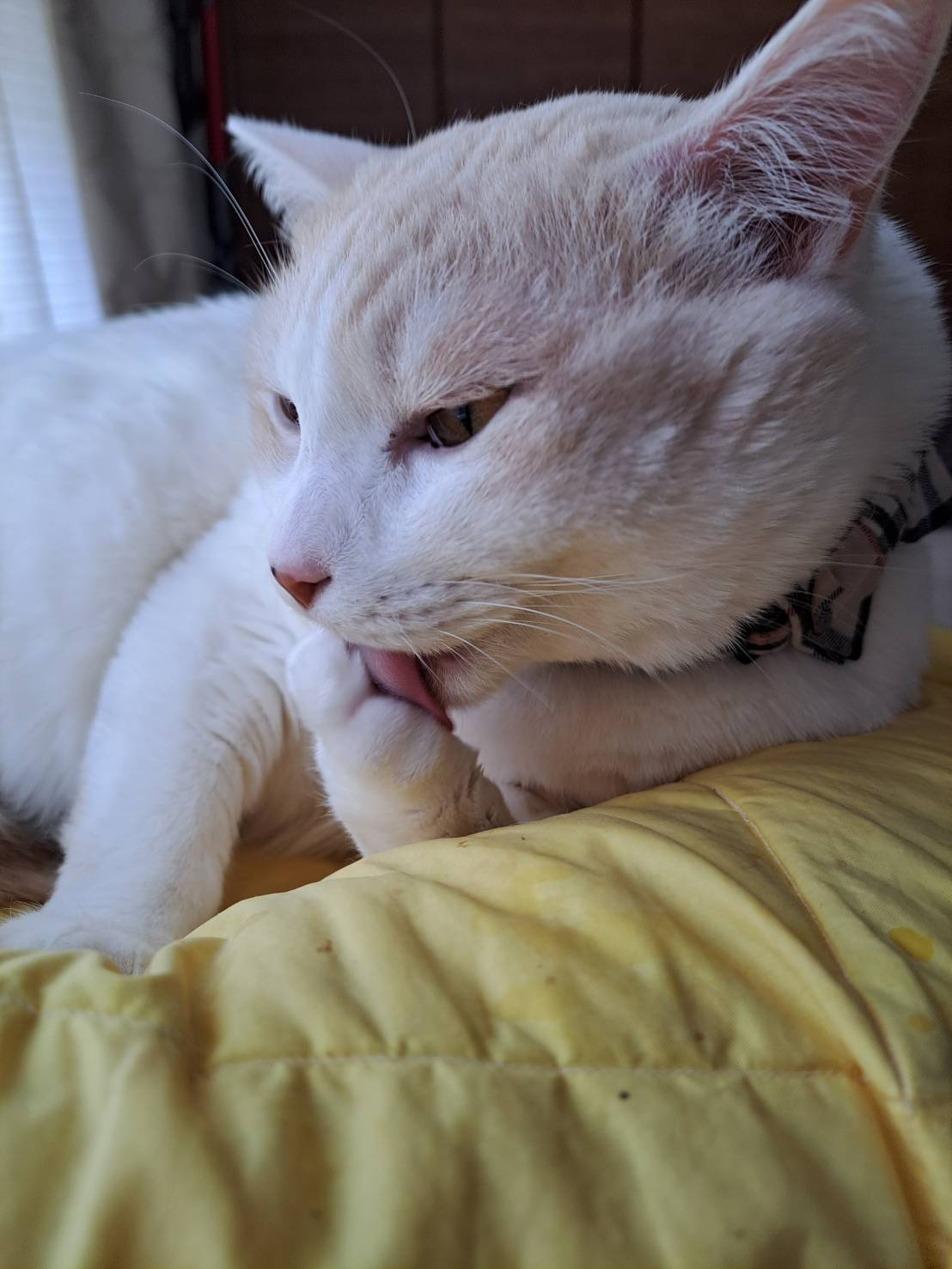 今日のねこの画像